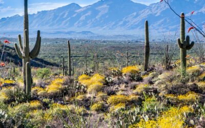 Saguaro National Park located near Tucson, Arizona, is named for its mighty Sagu…