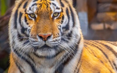 Today we celebrate the strength, beauty, and importance of one of nature’s most …