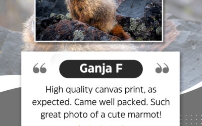 Thank you, Ganja F, for the wonderful review! We’re so glad you love your marmot…