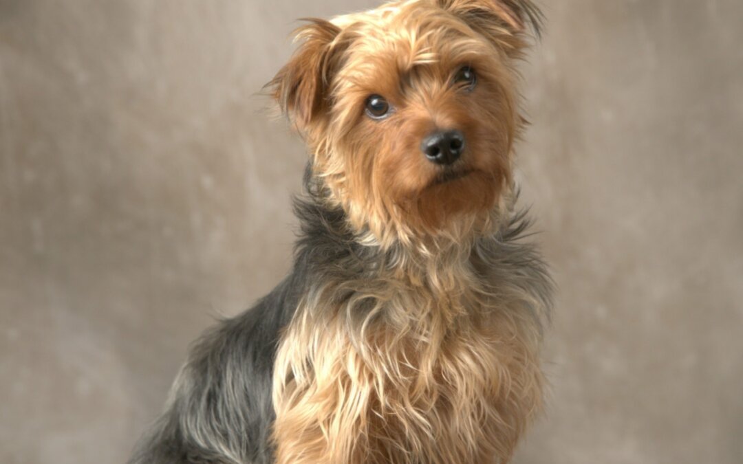 Happy National Dog Day! To the ones who fill our lives with loyalty, joy, and ju…