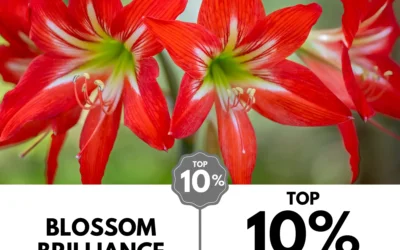 Viewbug.com: Top 10% Most Voted in ‘Focus Forward Photo’ Contest