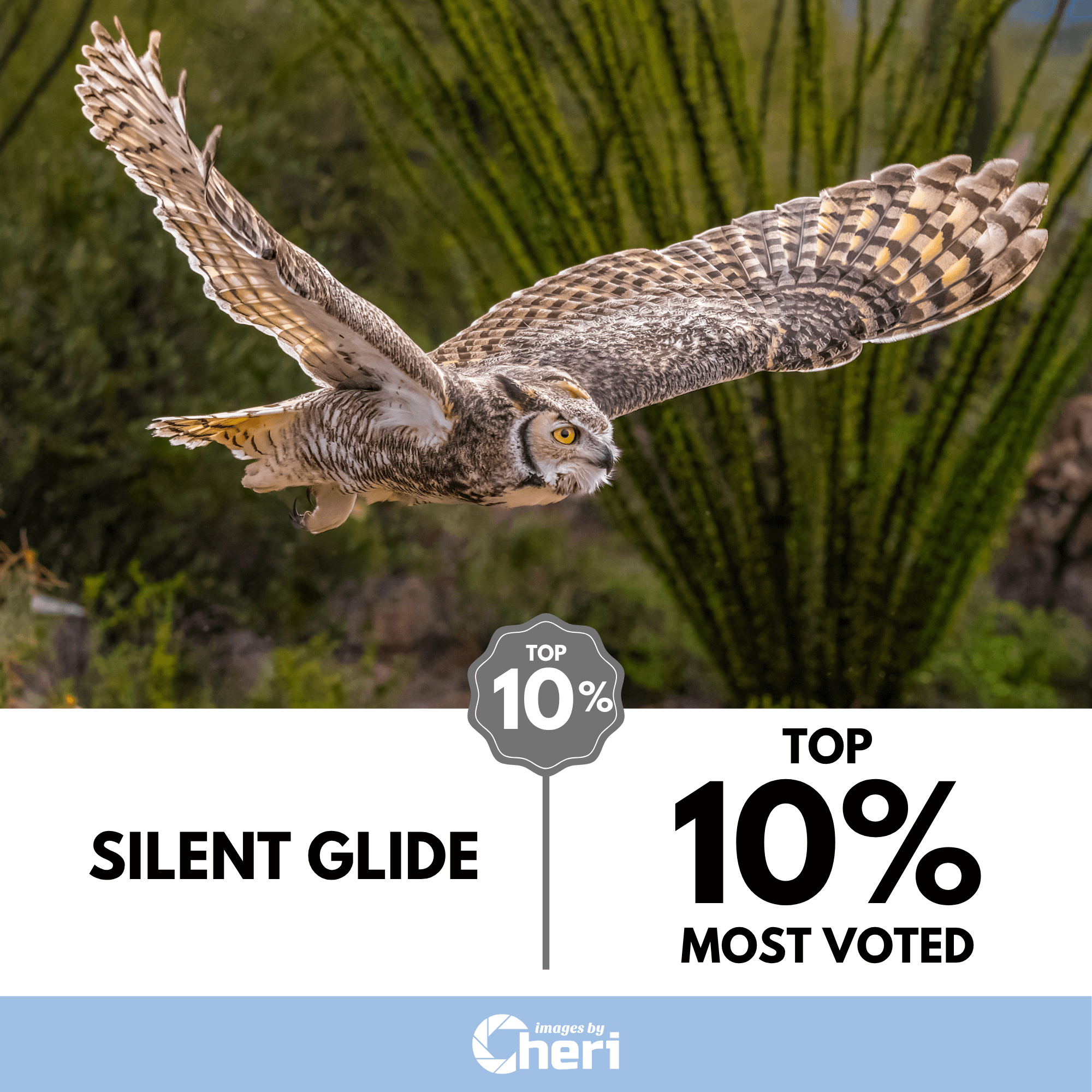 Focus Forward Photo Contest: Silent Glide