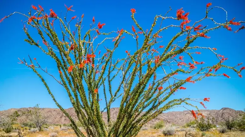 The Drought-Tolerant Plant That Could Survive Any Hot Yard