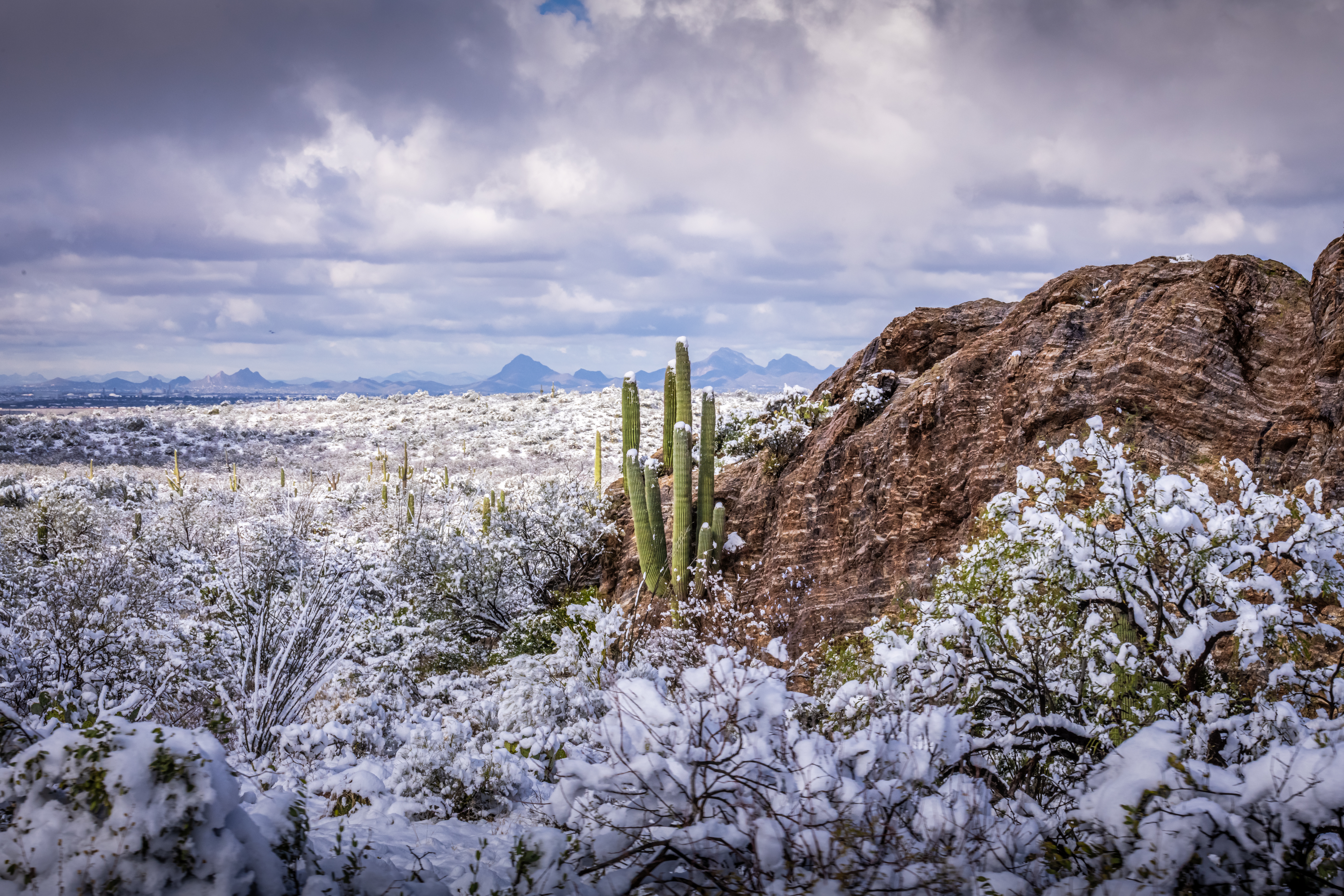 Frozen Desert: The Rare Beauty of Snow in Saguaro National Park
