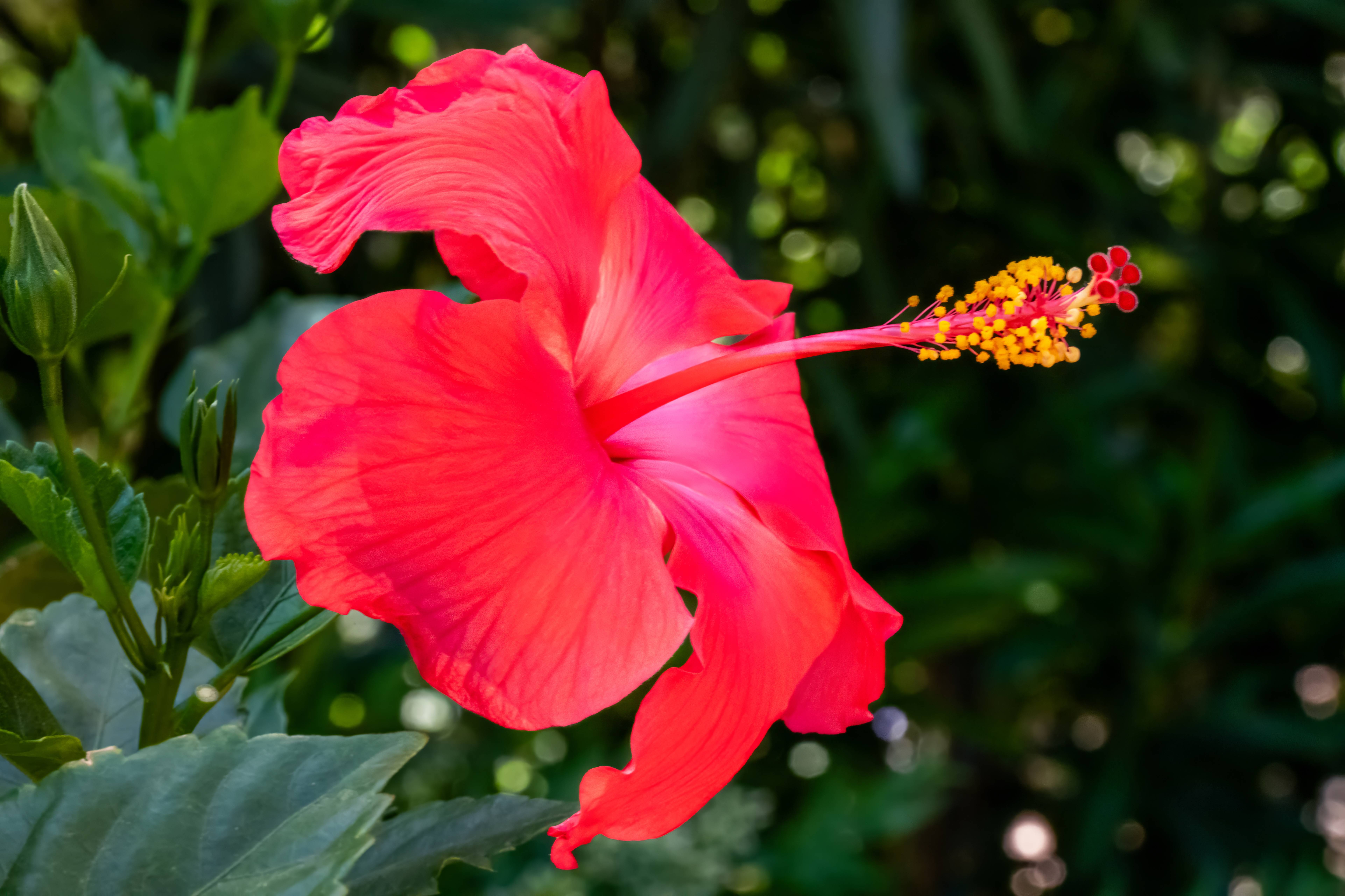 Hibiscus Hues: Radiant Charm of a Blooming Red Hibiscus