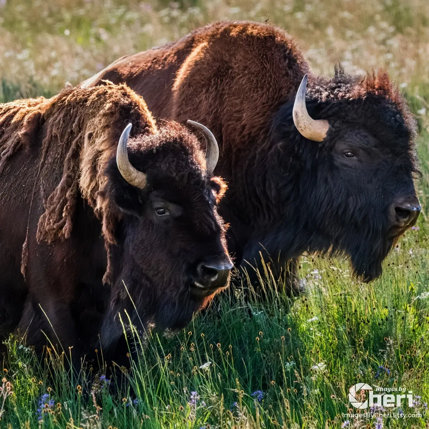 A close-up, eye-level photograph of two American Bison, standing in a sunlit green meadow, showcasing their thick, shaggy coats and horns.