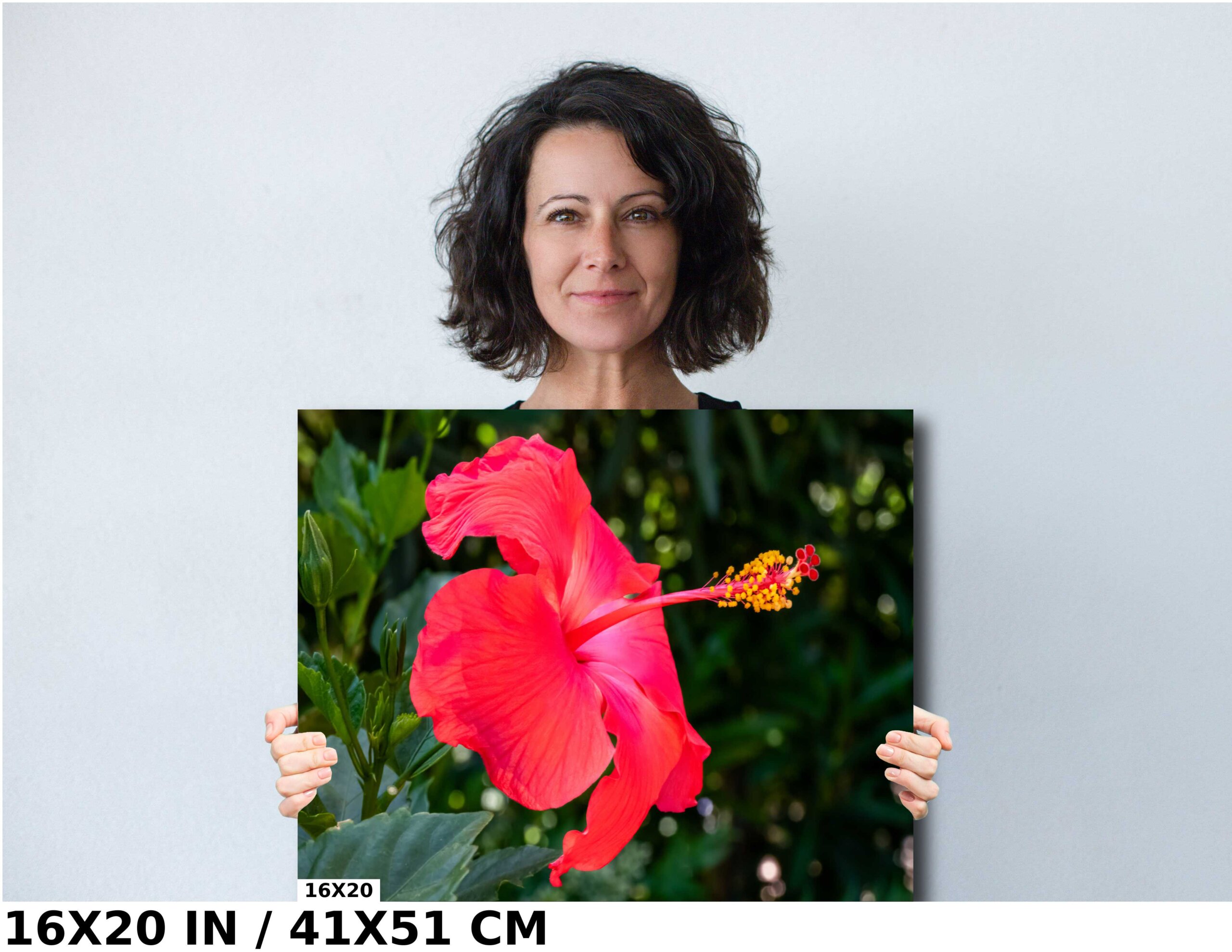 Hibiscus Hues: Radiant Charm of a Blooming Red Hibiscus Diagram