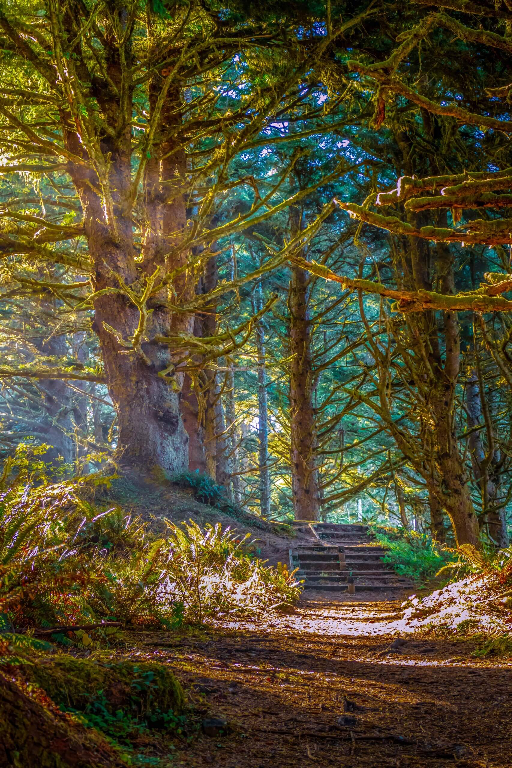 Enchanting Oregon Forest: Sunlight Reflection in Florence Woods