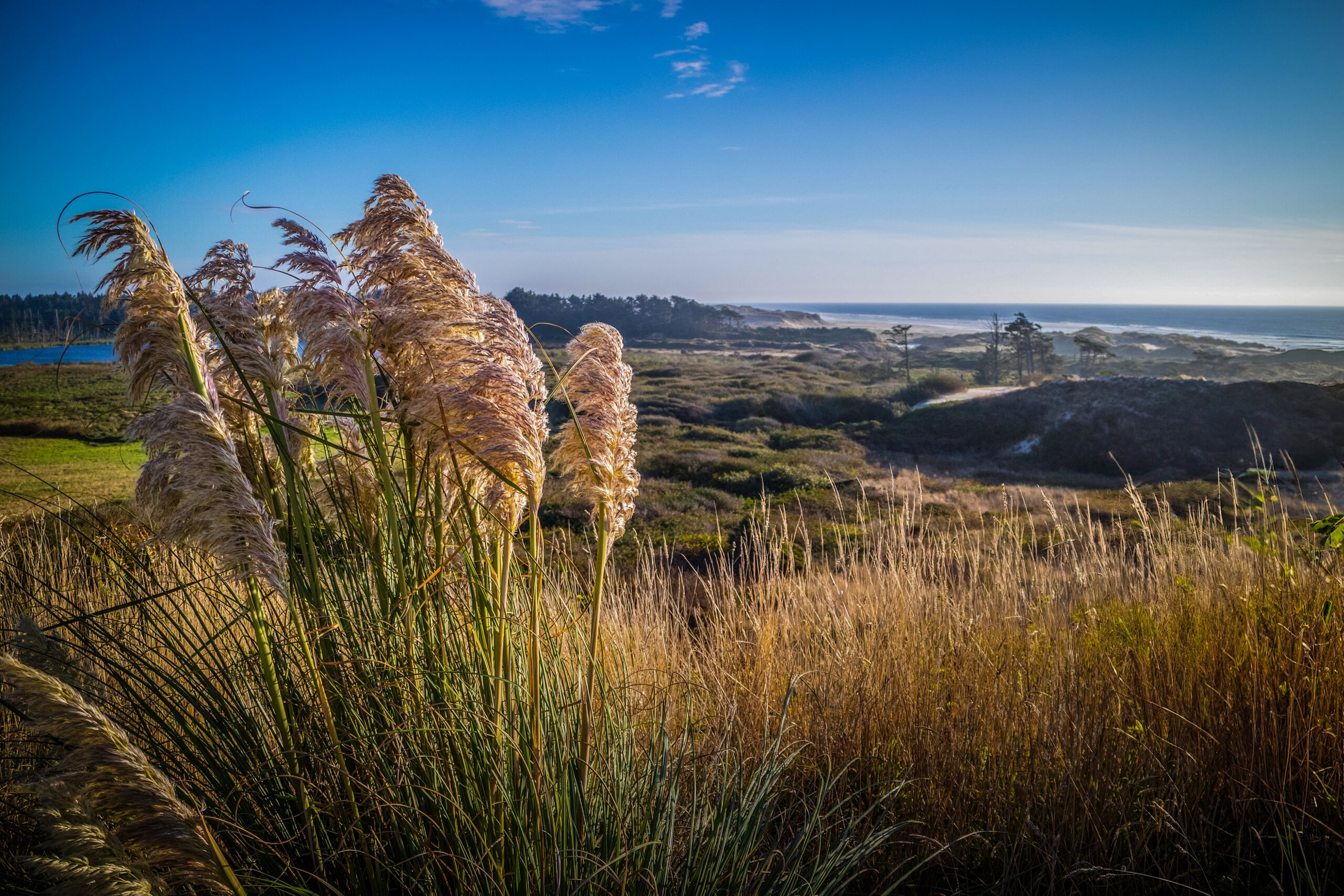 Golden Waves by the Pacific: Pampas Grass Fields Heceta Head Golden Waves by the Pacific: Pampas Grass Fields Heceta Head