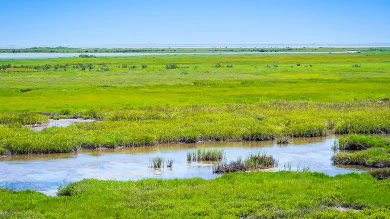 The 950-Acre Stretch Of Texas Coastline Dedicated To Thriving Wildlife The 950-Acre Stretch Of Texas Coastline Dedicated To Thriving Wildlife