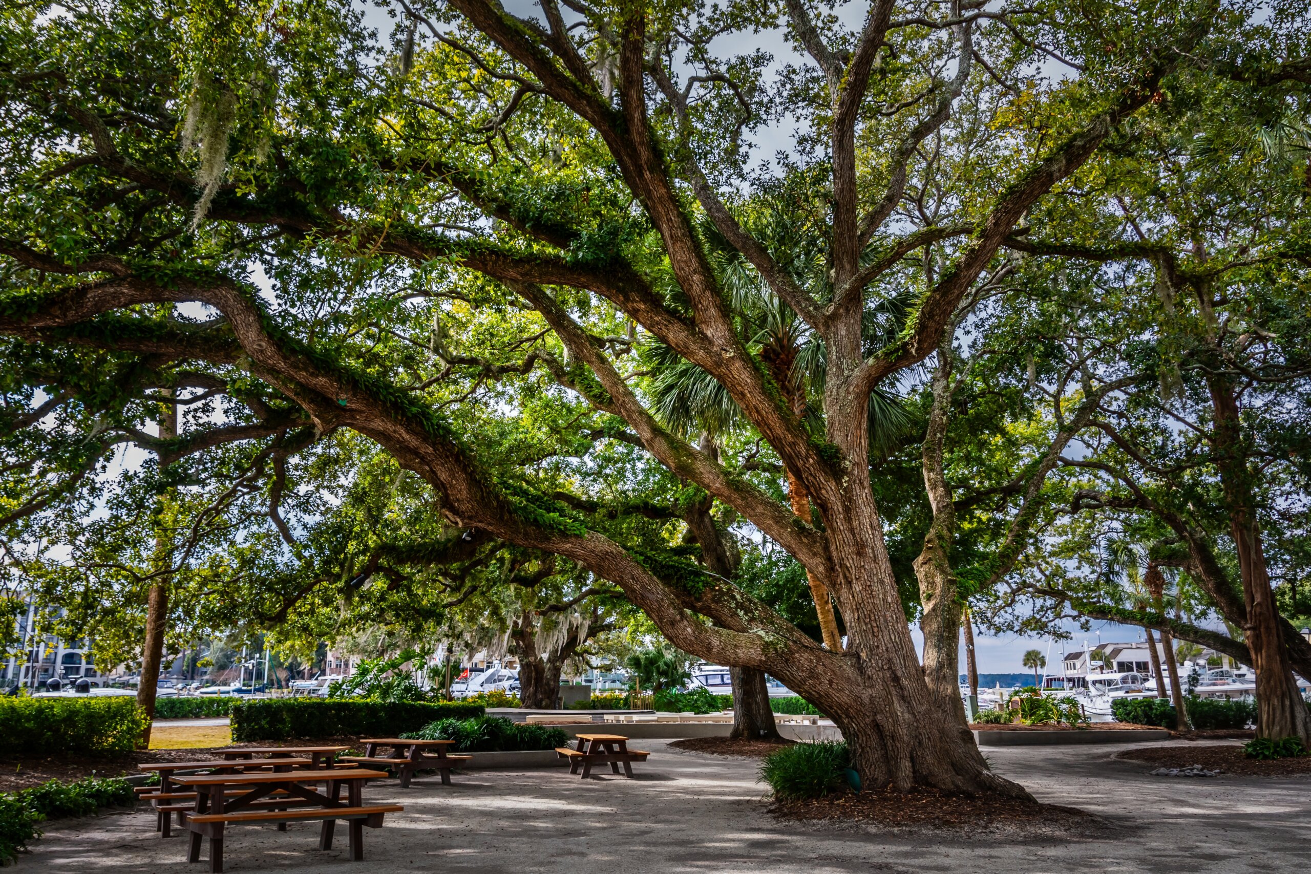Whispers of the South: An Oak Tree Adorned with Spanish Moss Whispers of the South: An Oak Tree Adorned with Spanish Moss