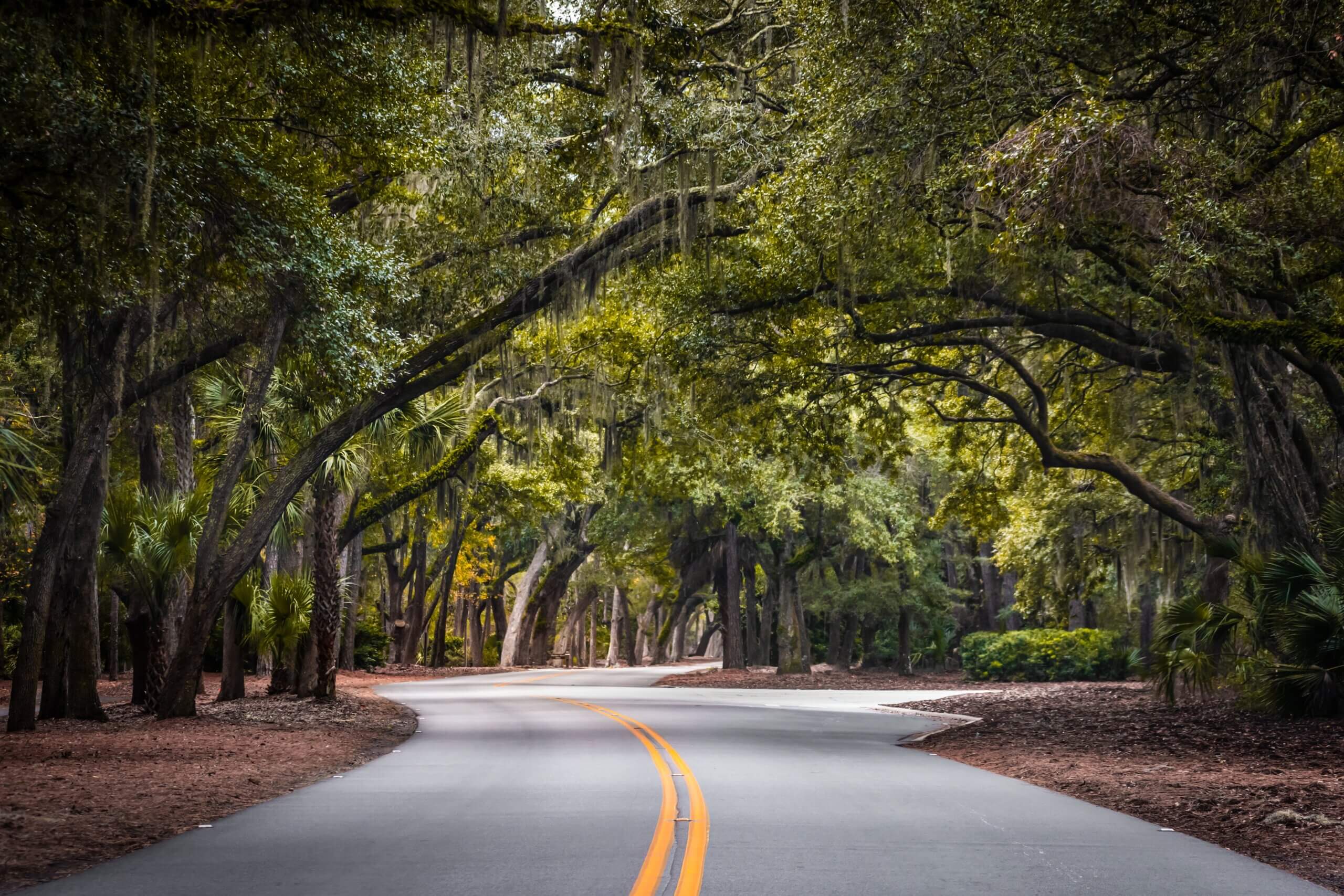 A Drive Through Mossy Sea Pine Forest: Hilton Head Island’s Spanish Moss