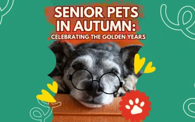 Senior Pets in Autumn: Celebrating the Golden Years