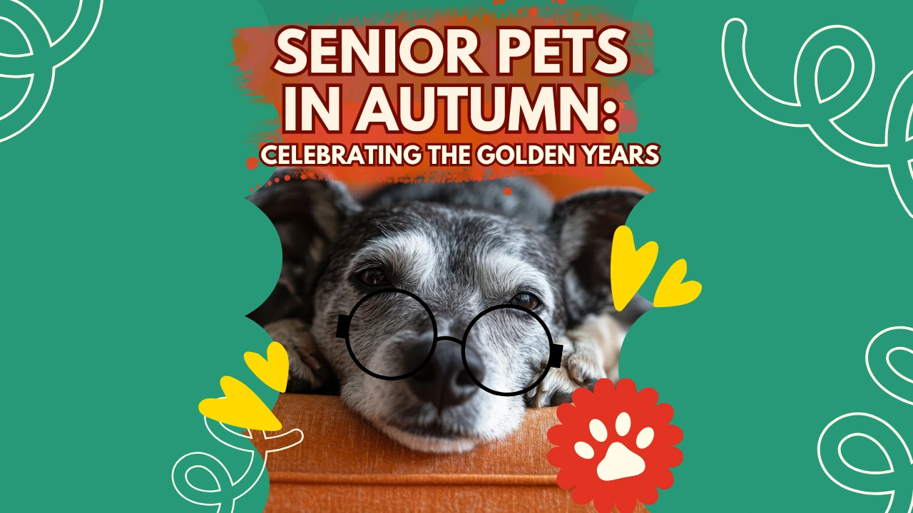 Cute senior dog wearing round glasses, looking content, celebrating golden years of pets.