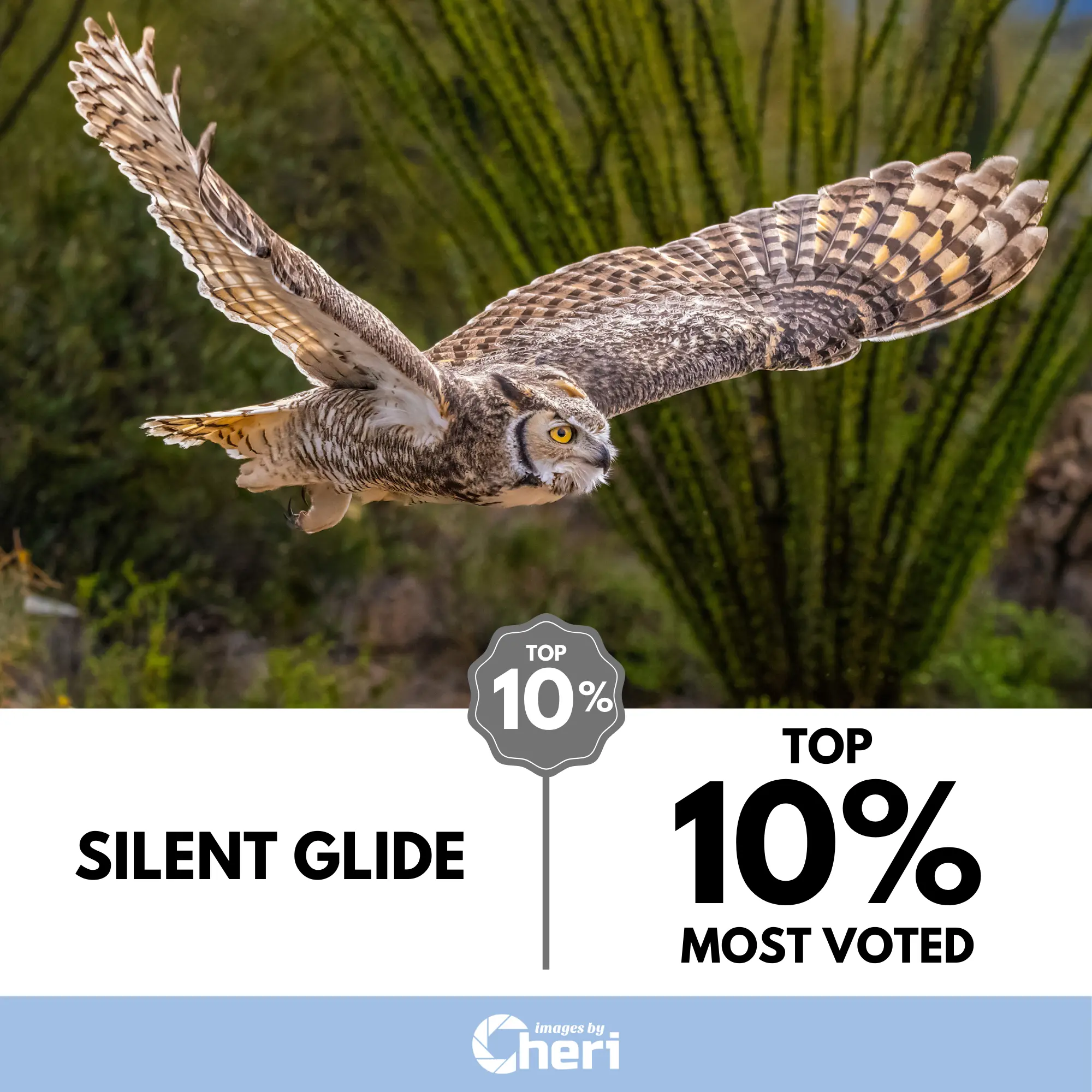 In Transit Photo Contest - Silent Glide