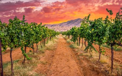 What comes to mind when you think of Arizona? Is it the rugged desert, the drama…