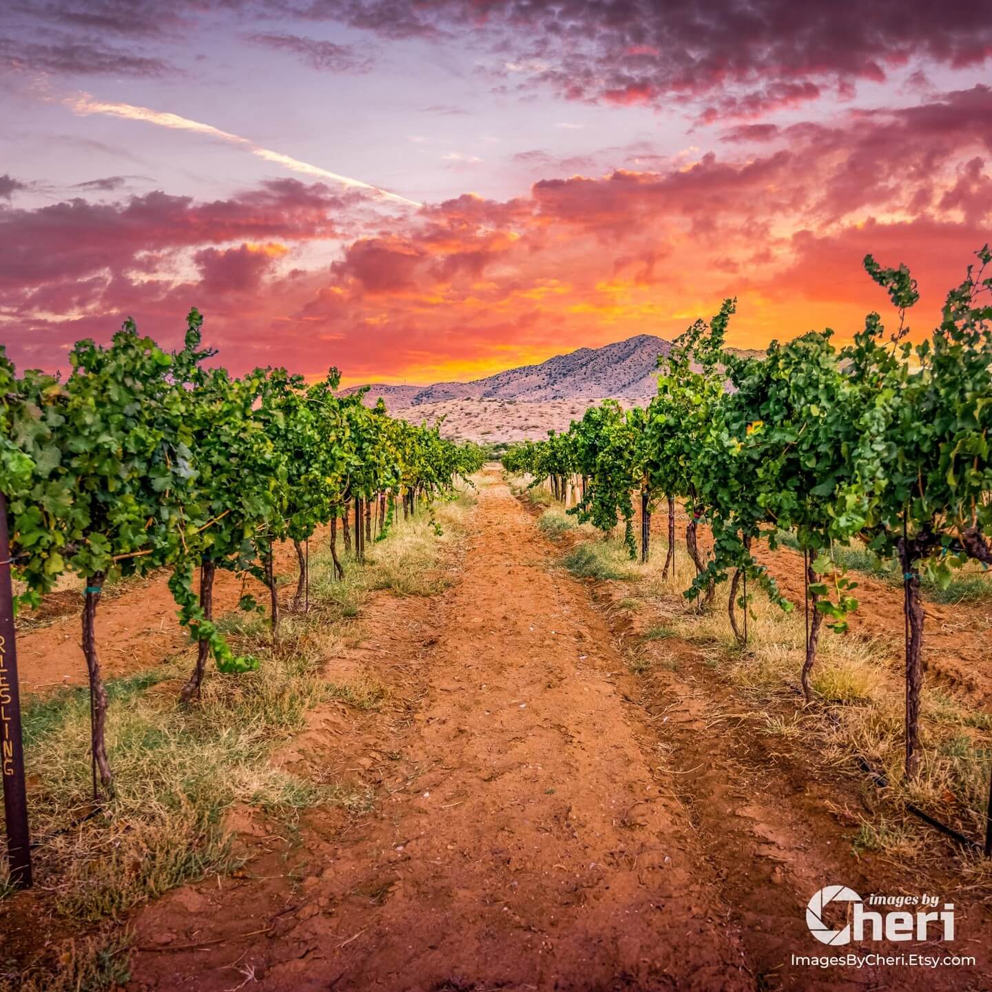 A dirt path running between rows of vibrant green grapevines at Coronado Vineyards, leading toward a mountain range, under a dramatic sunset sky with fiery orange and pink clouds.