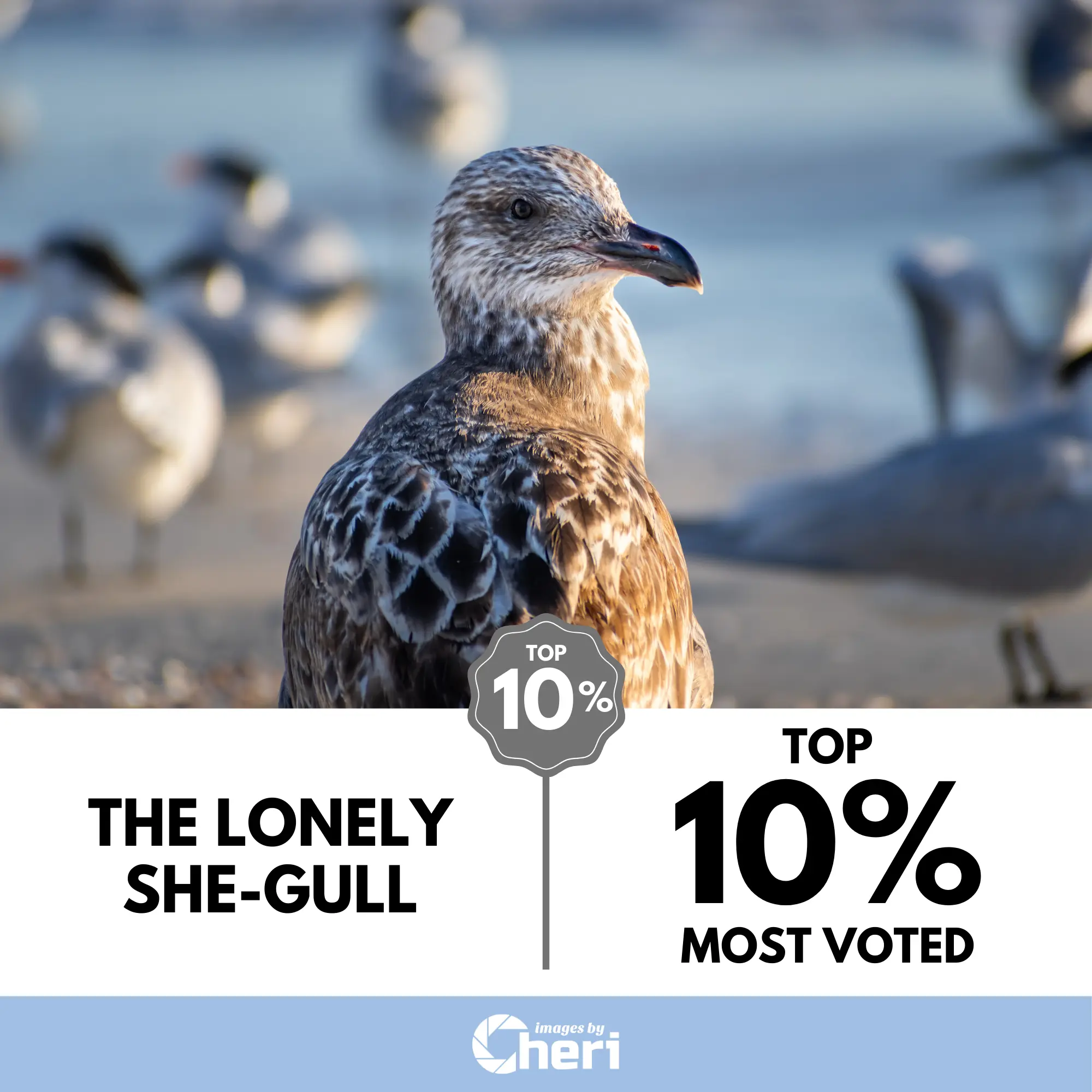 The Lonely She-gull on Anna Maria Island - Florida Coast Bird