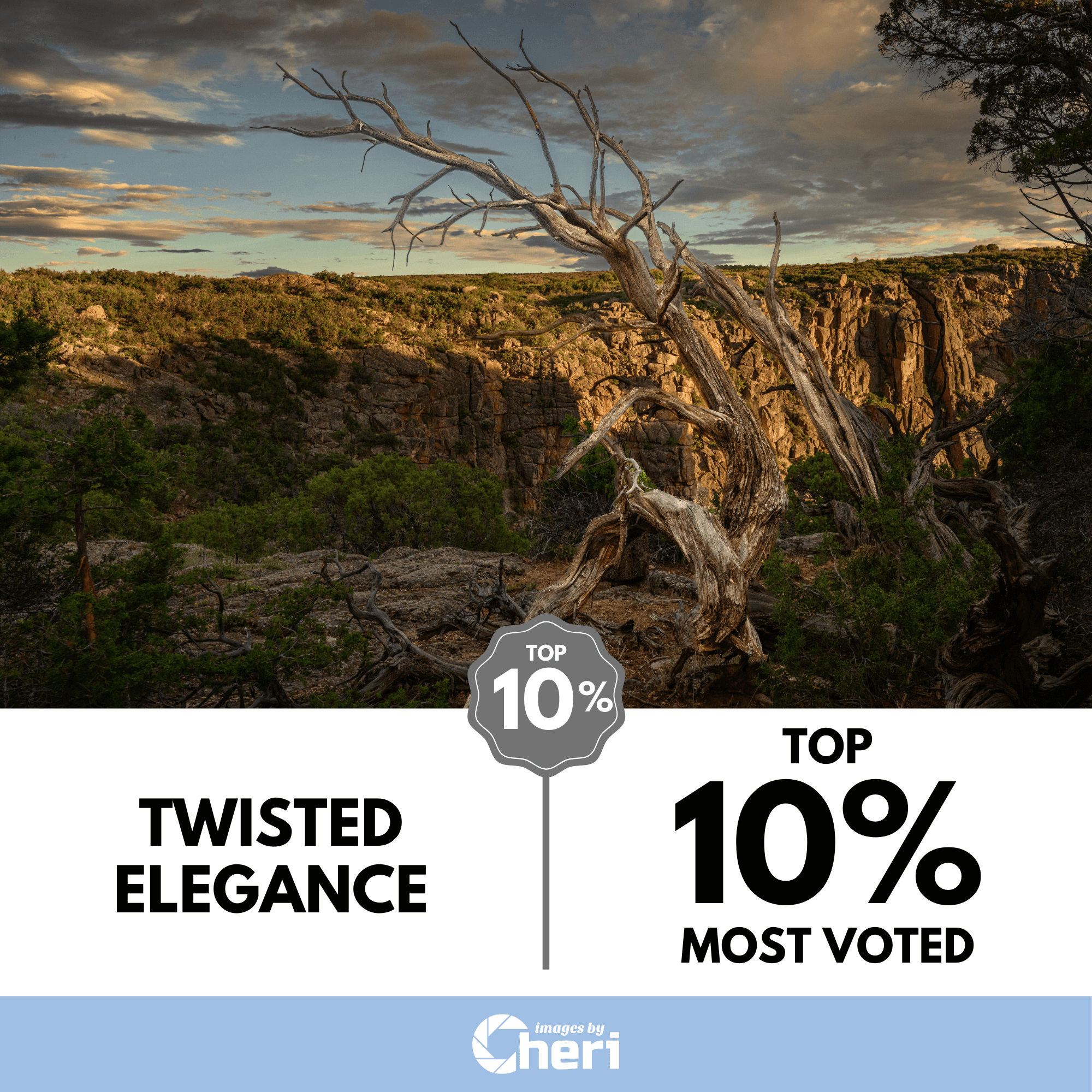 Twisted Elegance - Image of the Month