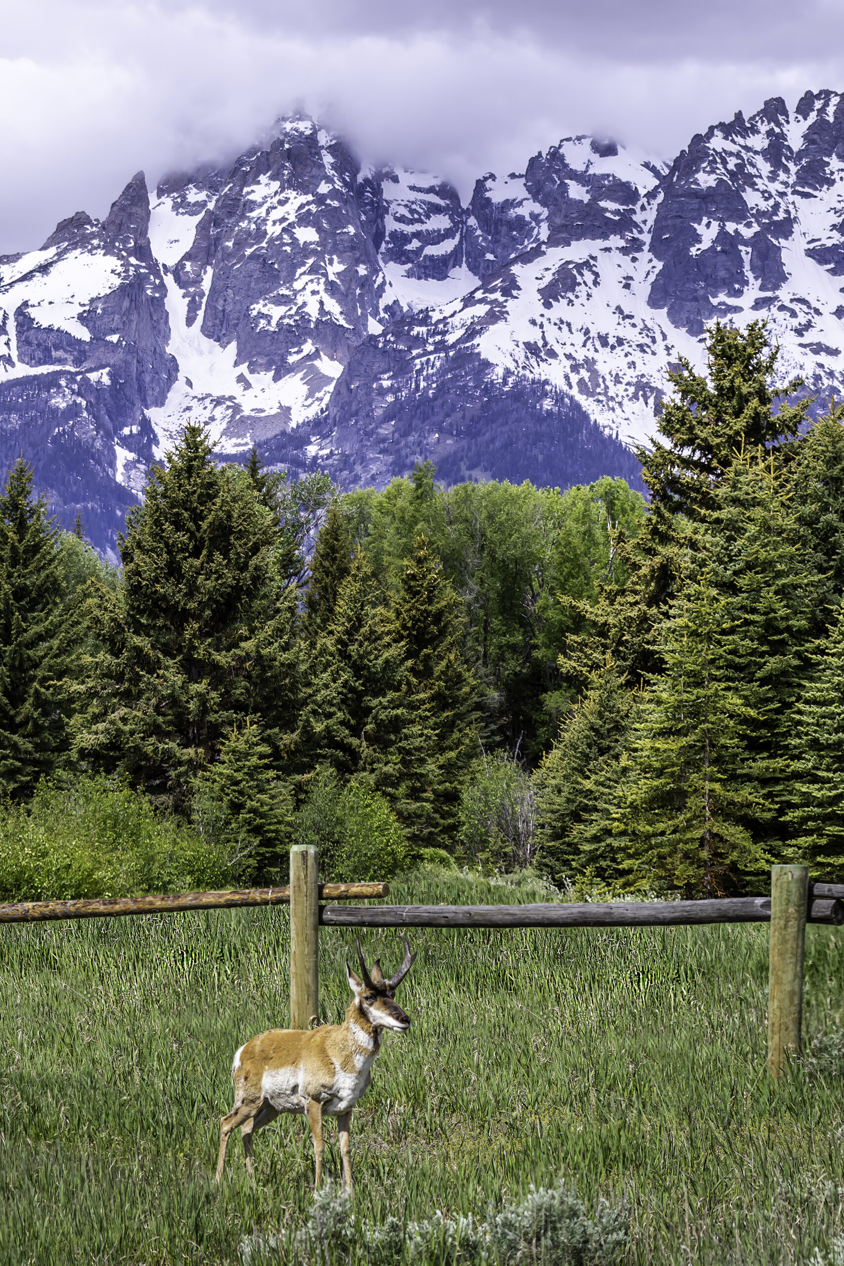 Teton Pronghorn: Wyoming Pronghorn Among Pine Trees