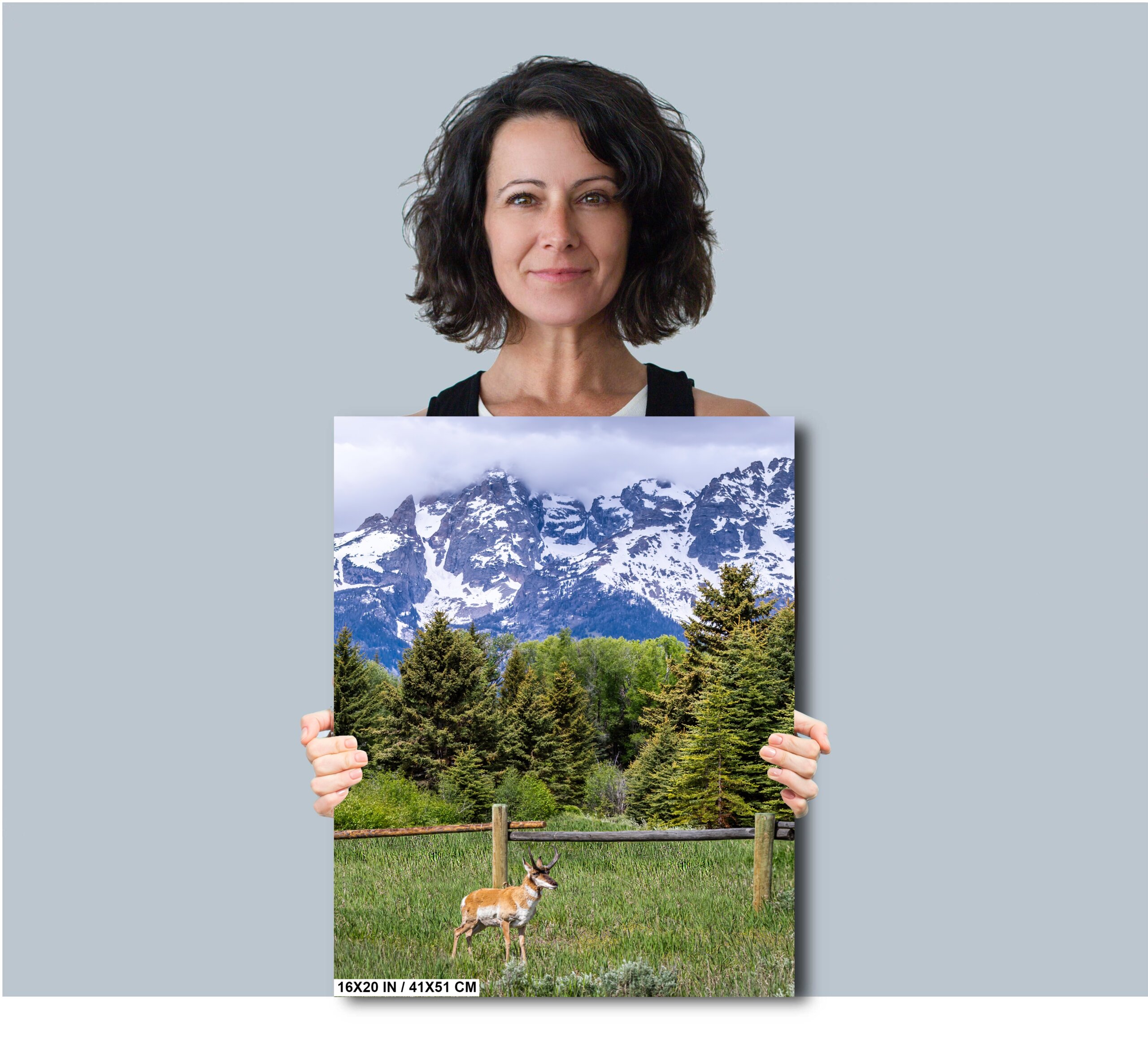 Teton Pronghorn: Wyoming Pronghorn Among Pine Trees Diagram