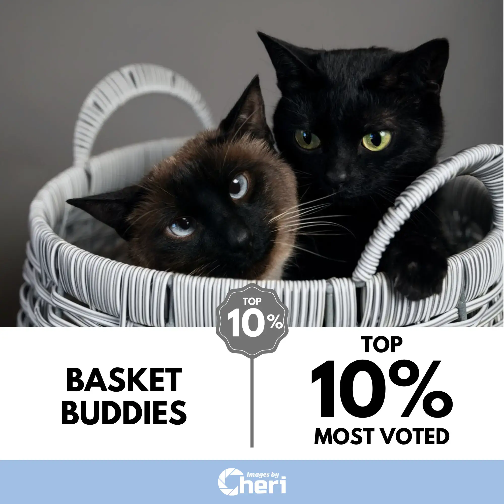 Two cats, one is Siamese with blue eyes and one solid black with green eyes, sitting in a white wicker basket. Top 10% Most Voted in ‘Meow Mysteries Photo’ Contest.