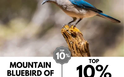Viewbug.com: Top 10% Most Voted in ‘Depth of Field Photo’ Contest