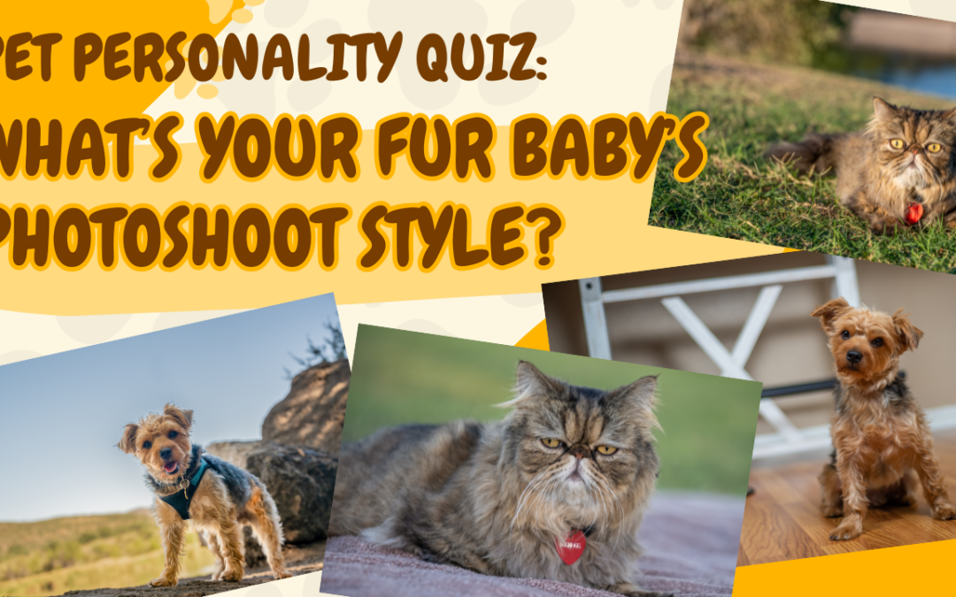 Pet Personality Quiz: What’s Your Fur Baby’s Photoshoot Style?