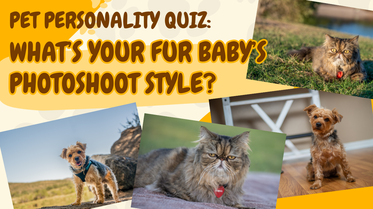 Pet Personality Quiz: What’s Your Fur Baby’s Photoshoot Style?