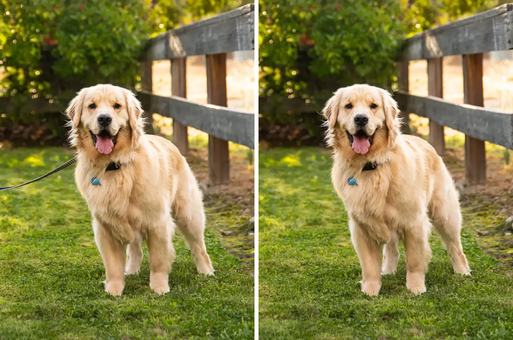 Professional pet photography editing demonstration featuring a Golden Retriever with a digital leash removal and enhanced golden coat colors.