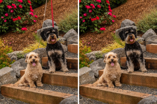 Before and after comparison of pet photography showing professional leash removal and editing for two small dogs, Butter and Oreo, sitting on garden steps.
