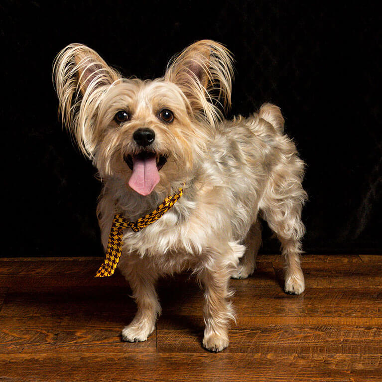 A studio portrait of a small scruffy dog named Cochino wearing a yellow and black checkered tie, standing on a wooden floor.