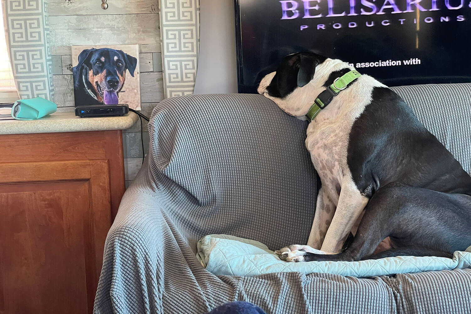 Pet dog sitting on furniture next to custom pet wall art.