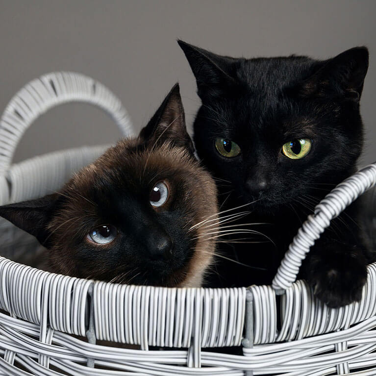 A Siamese cat with blue eyes and a solid black cat with yellow eyes sitting together inside a white wicker basket.