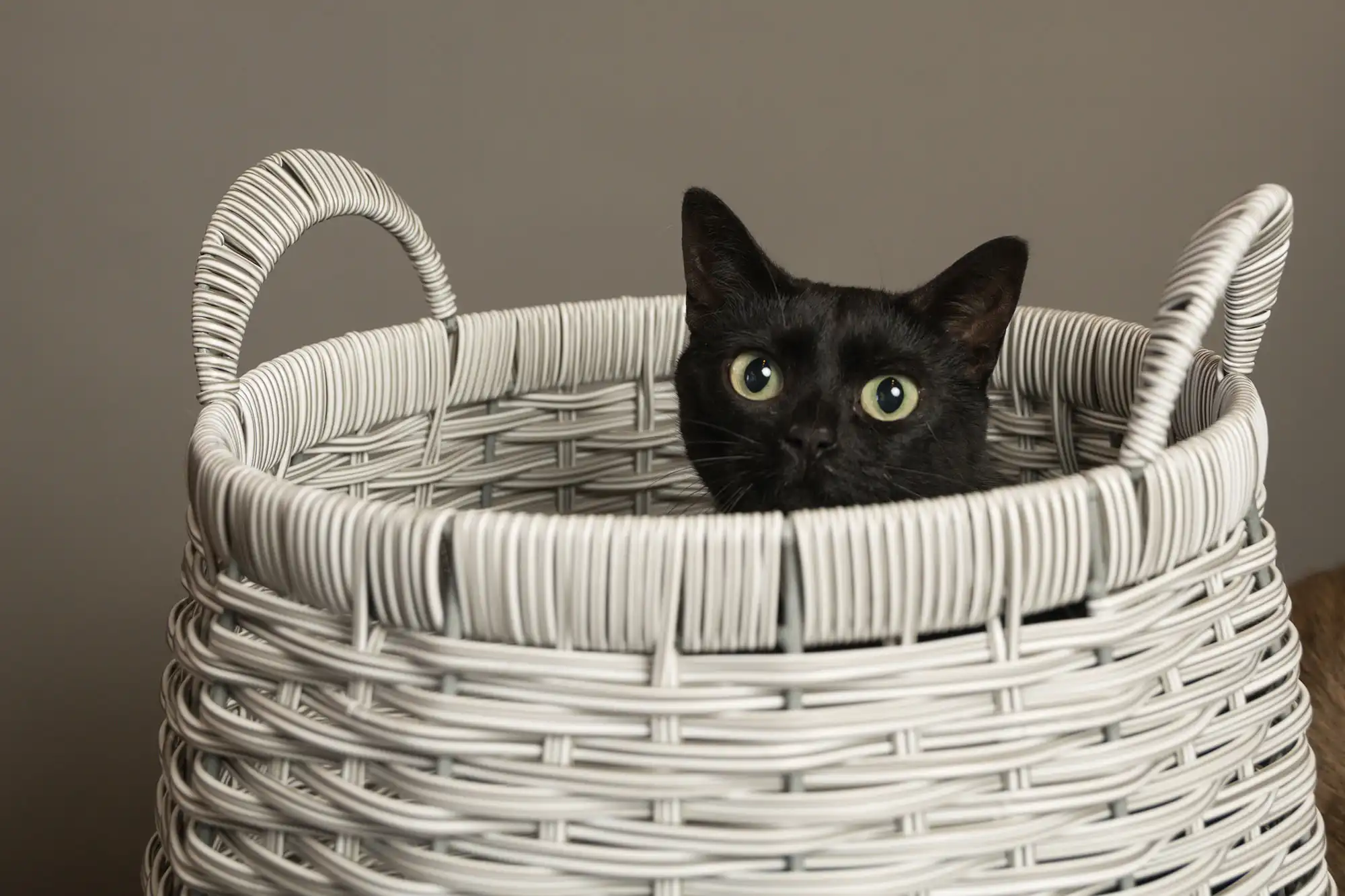 Cat in a basket