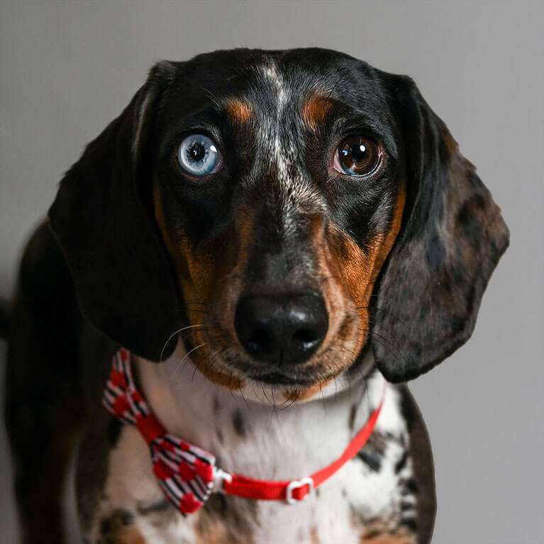 Close-up portrait of Moo, a dachshund with unique multicolored eyes and a red bowtie, against a solid grey background.