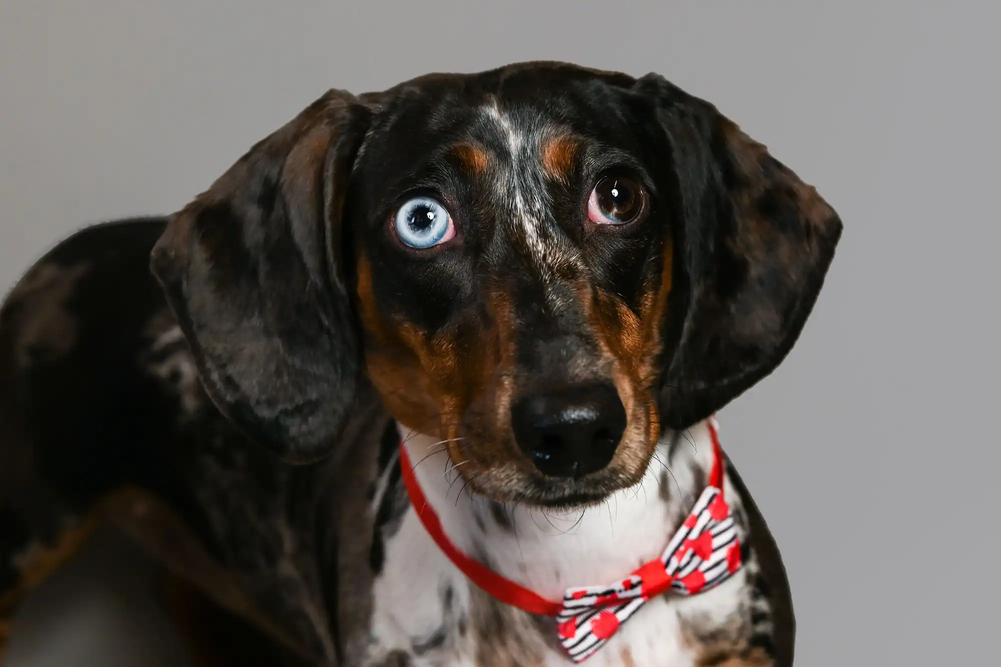 Moo photoshoot with Cheri