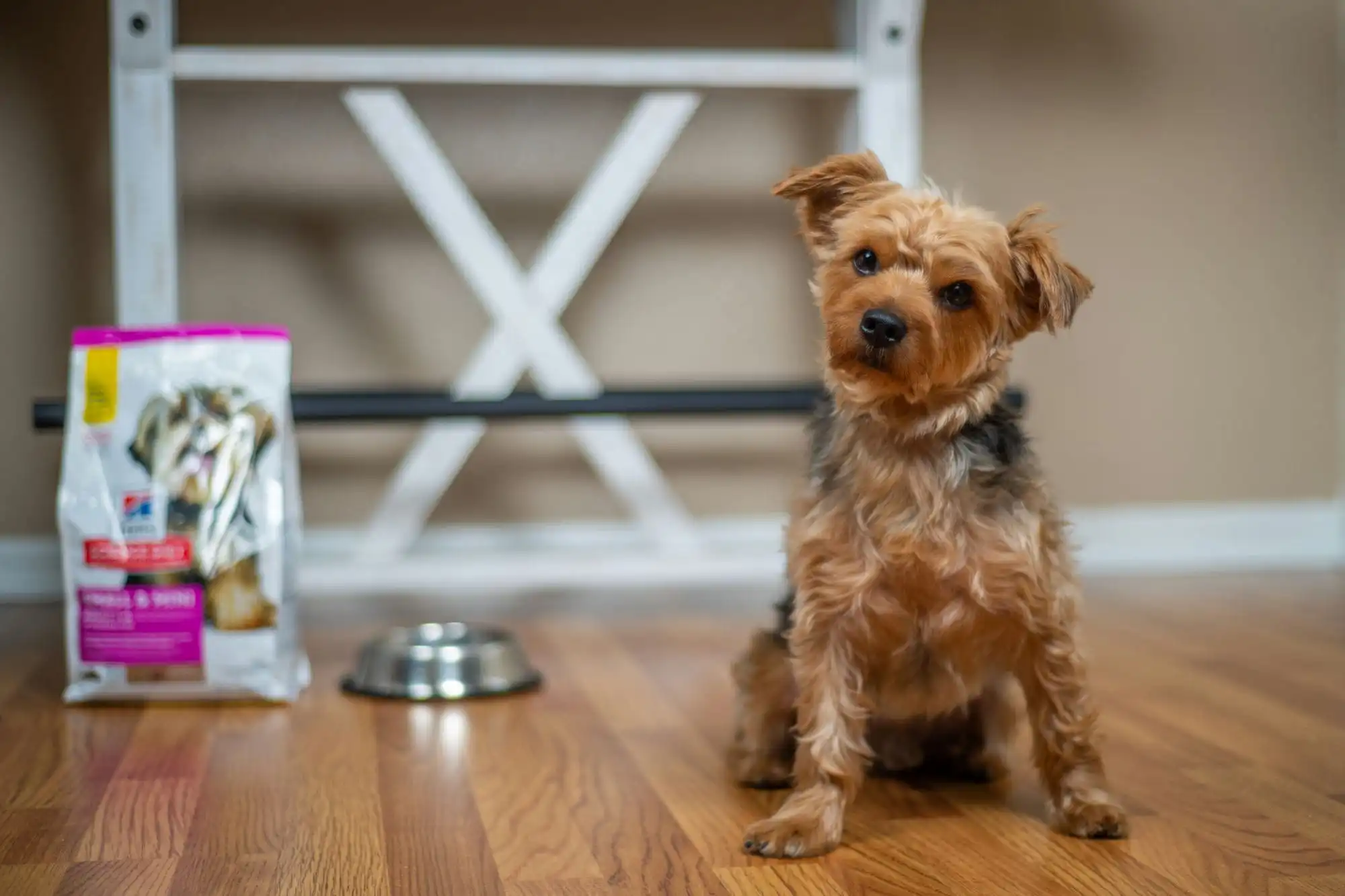 Yorkshire Terrier Puppy Portrait Yorkshire terrier puppy portrait with natural window light in home studio