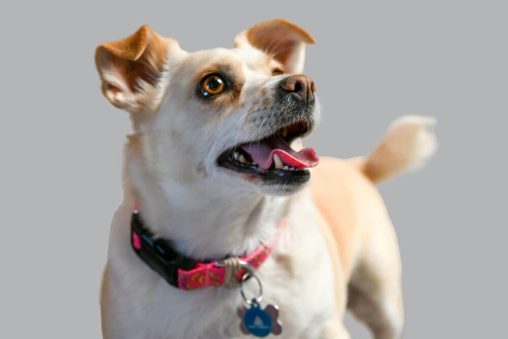 A studio-style portrait of a happy, light-colored dog with its mouth open, featuring a quote from Michael about Cheri's patience and love for pets.