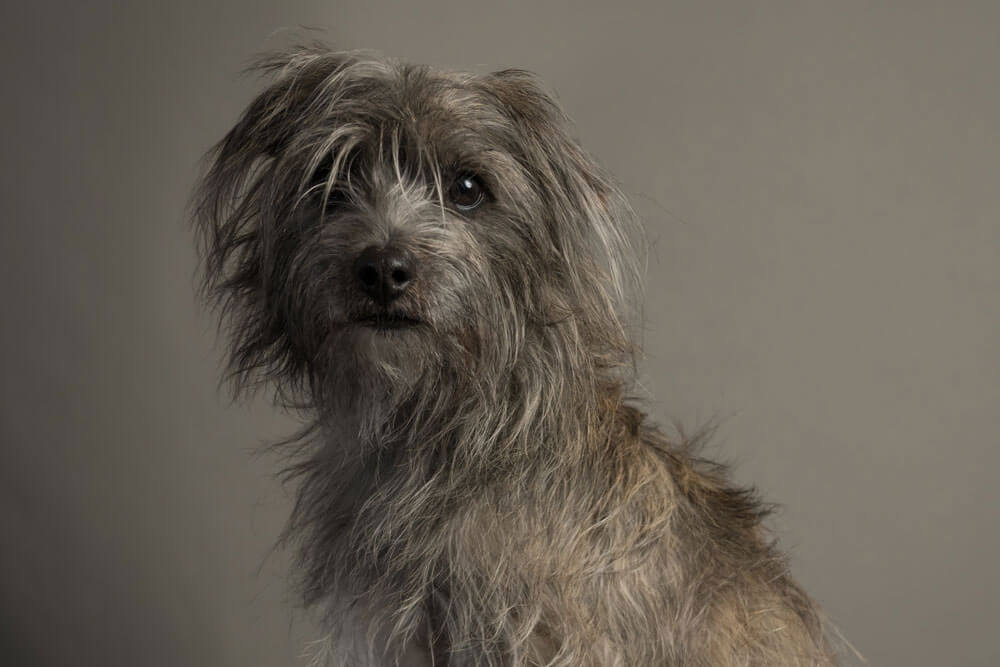 A scruffy grey Terrier mix looking at the camera for a professional studio pet portrait