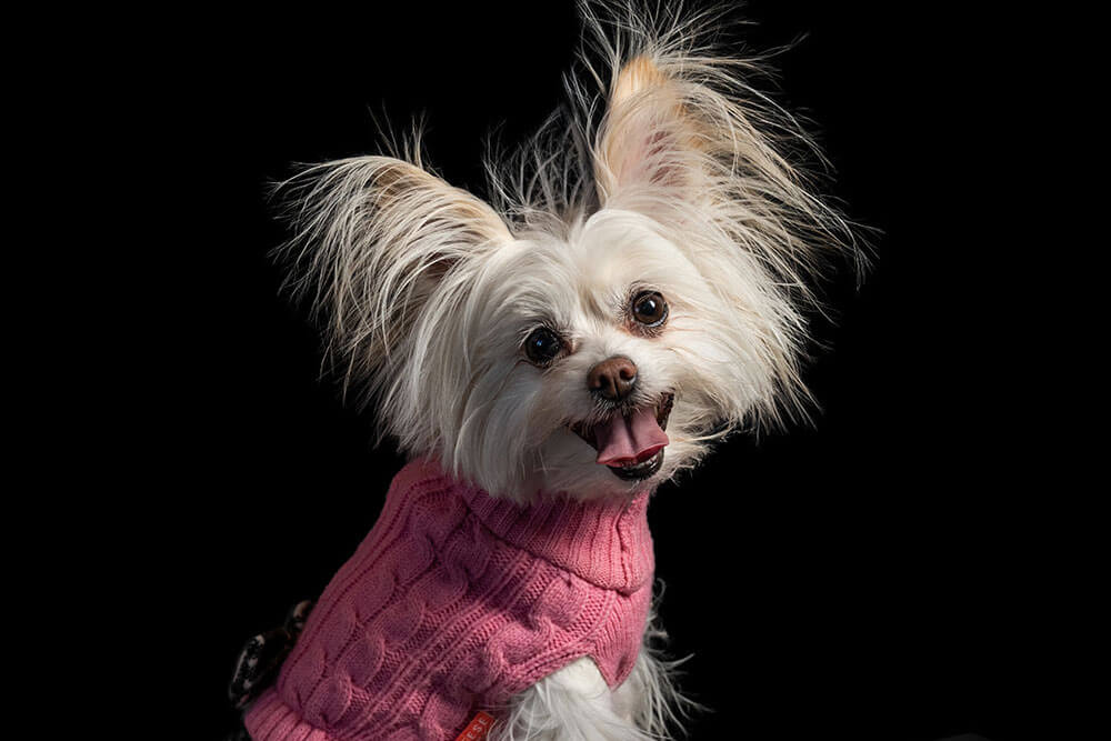 A happy dog named Panini wearing a pink cable-knit sweater, professional pet photography studio portrait by Images by Cheri.