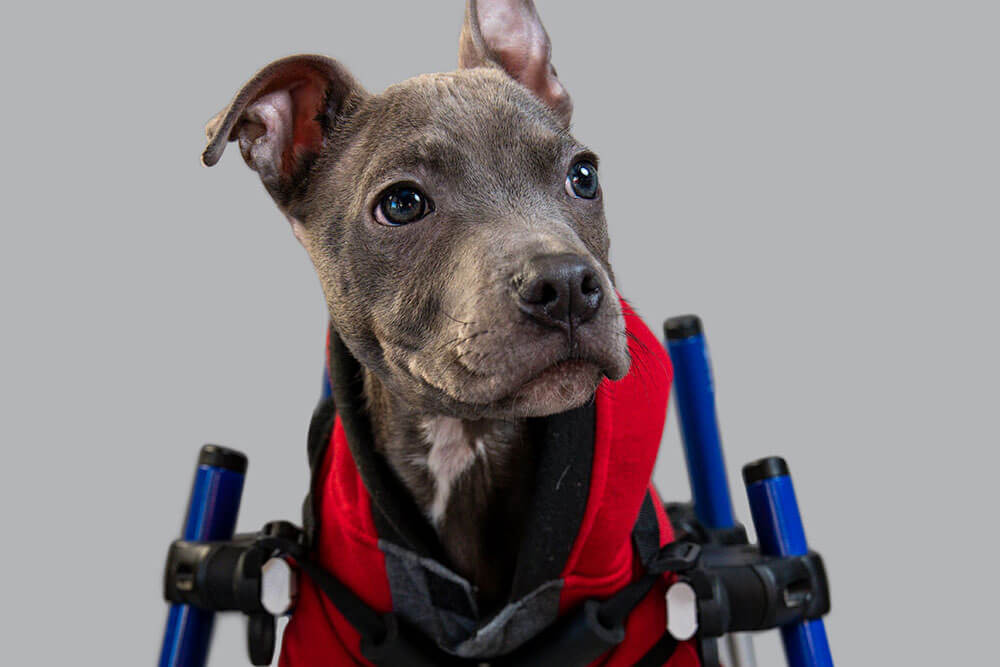 A brindle puppy wearing a red vest and harness sitting for a professional pet portrait.