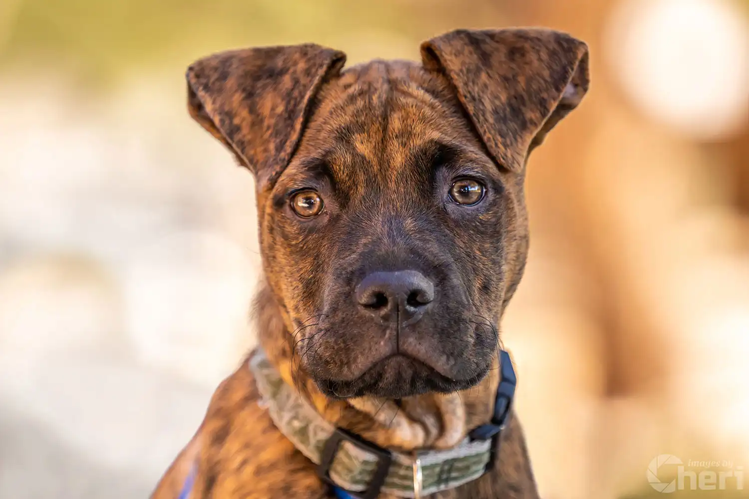 High-detail pet photography by Images by Cheri featuring a brindle dog with soft bokeh background.