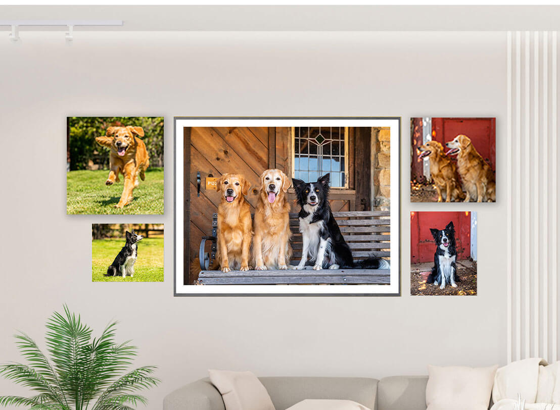 Wall art collection featuring a running Golden Retriever, two Golden Retrievers sitting, and three Border Collie portraits displayed in a clean living room setting.