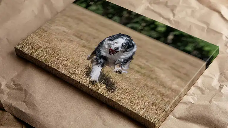 A timeless canvas wrap of a dog running, capturing a high-energy pet portrait.