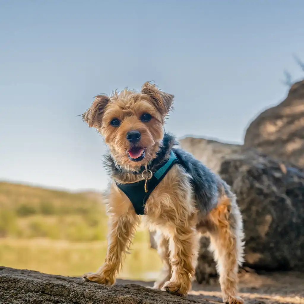 Project Chester in a photography session