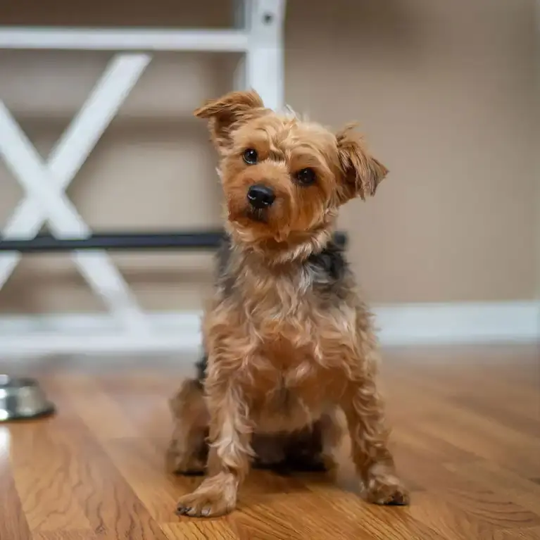 Project Chester in a pet photography session