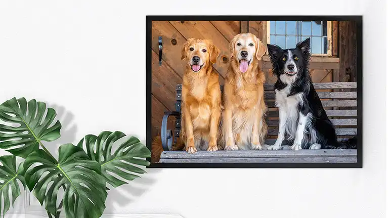A large black-framed print of three dogs sitting on a bench, displayed as elegant living room wall decor next to a monstera plant.