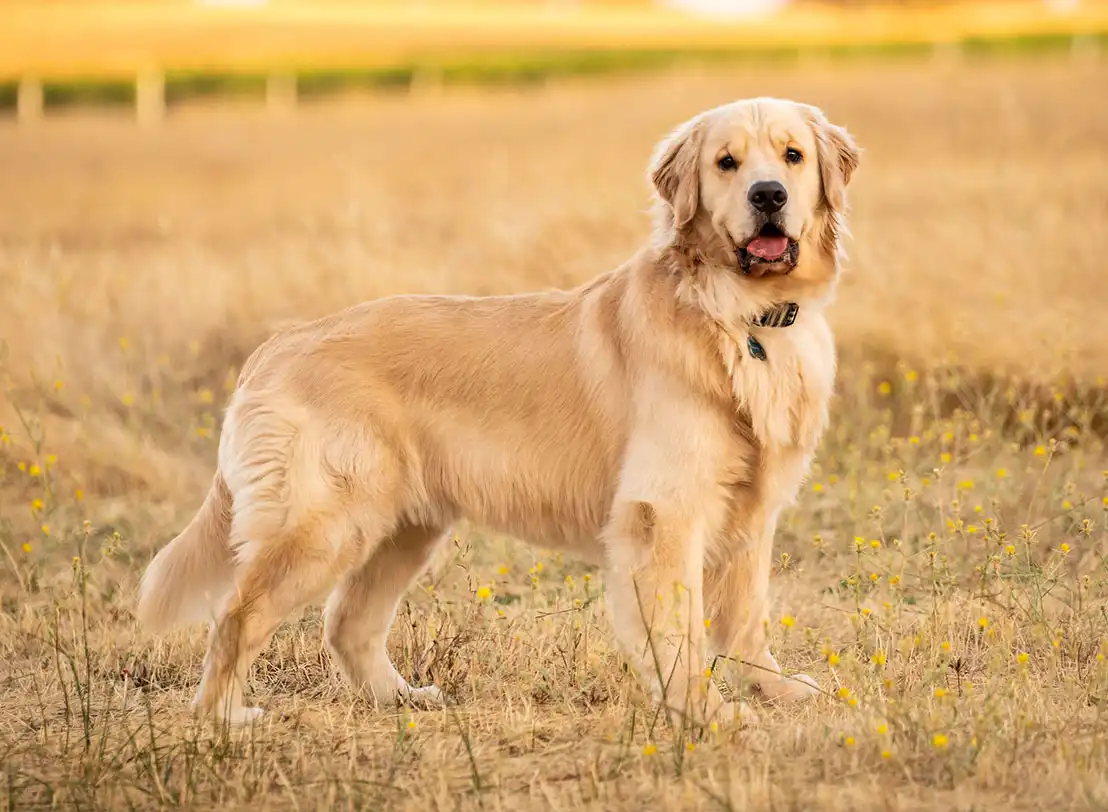 Golden Retriever posing in a sunlit field for professional pet photography.