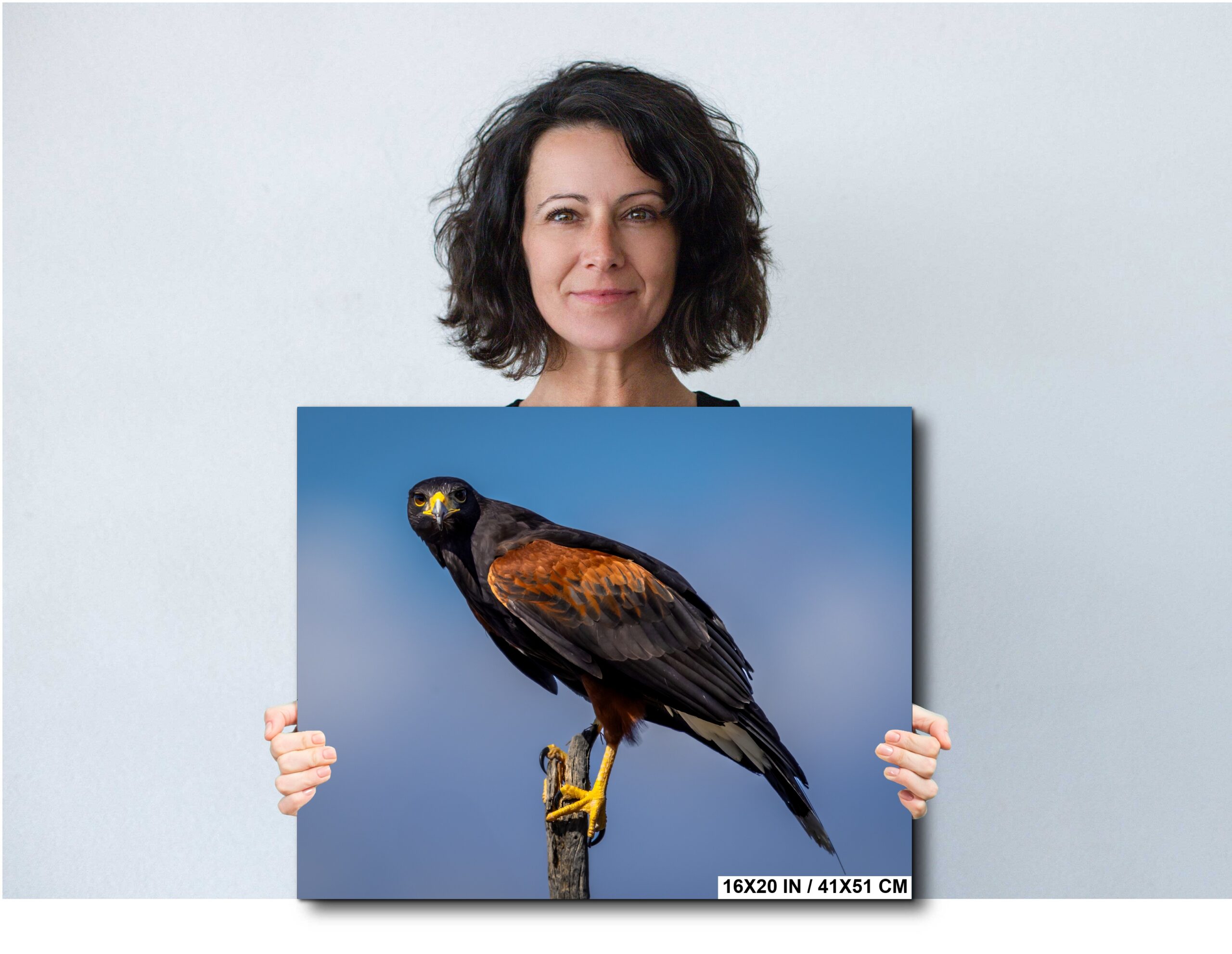 Arizona Harris’s Hawk Wildlife Photography Nature Fine Art Print Diagram